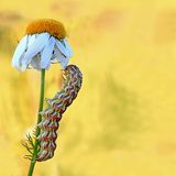 GEO Leserfoto: Die besten Leserfotos: Januar 2015 - Bild 17