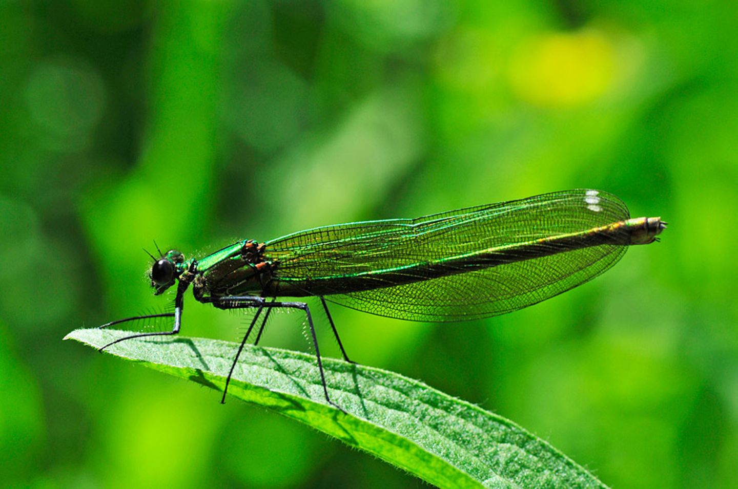 GEO Leserfoto: Die besten Leserfotos: Januar 2015 - Bild 19