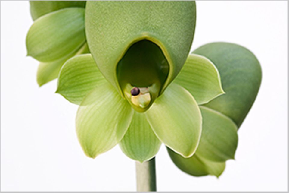 Orchideen: Extravaganzen der Botanik