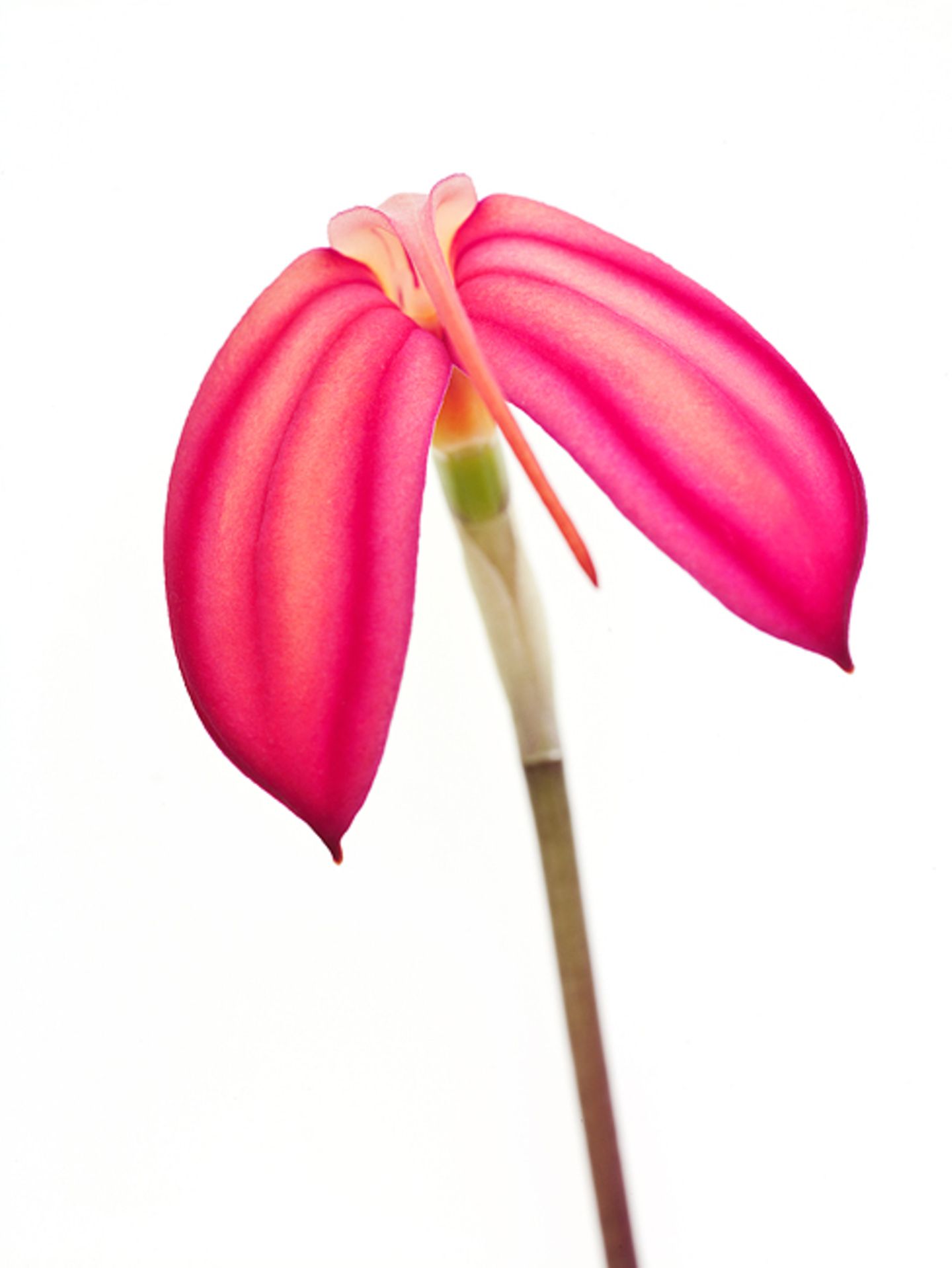 Masdevallia ignea