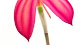 Masdevallia ignea