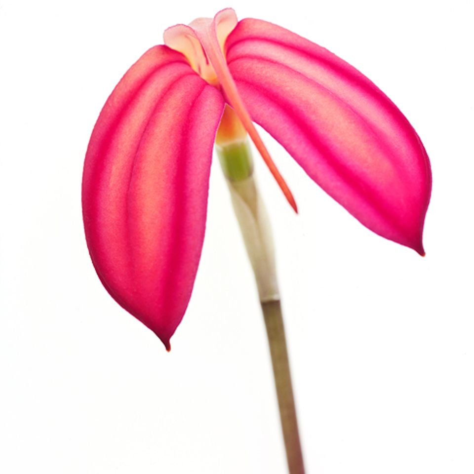 Masdevallia ignea
