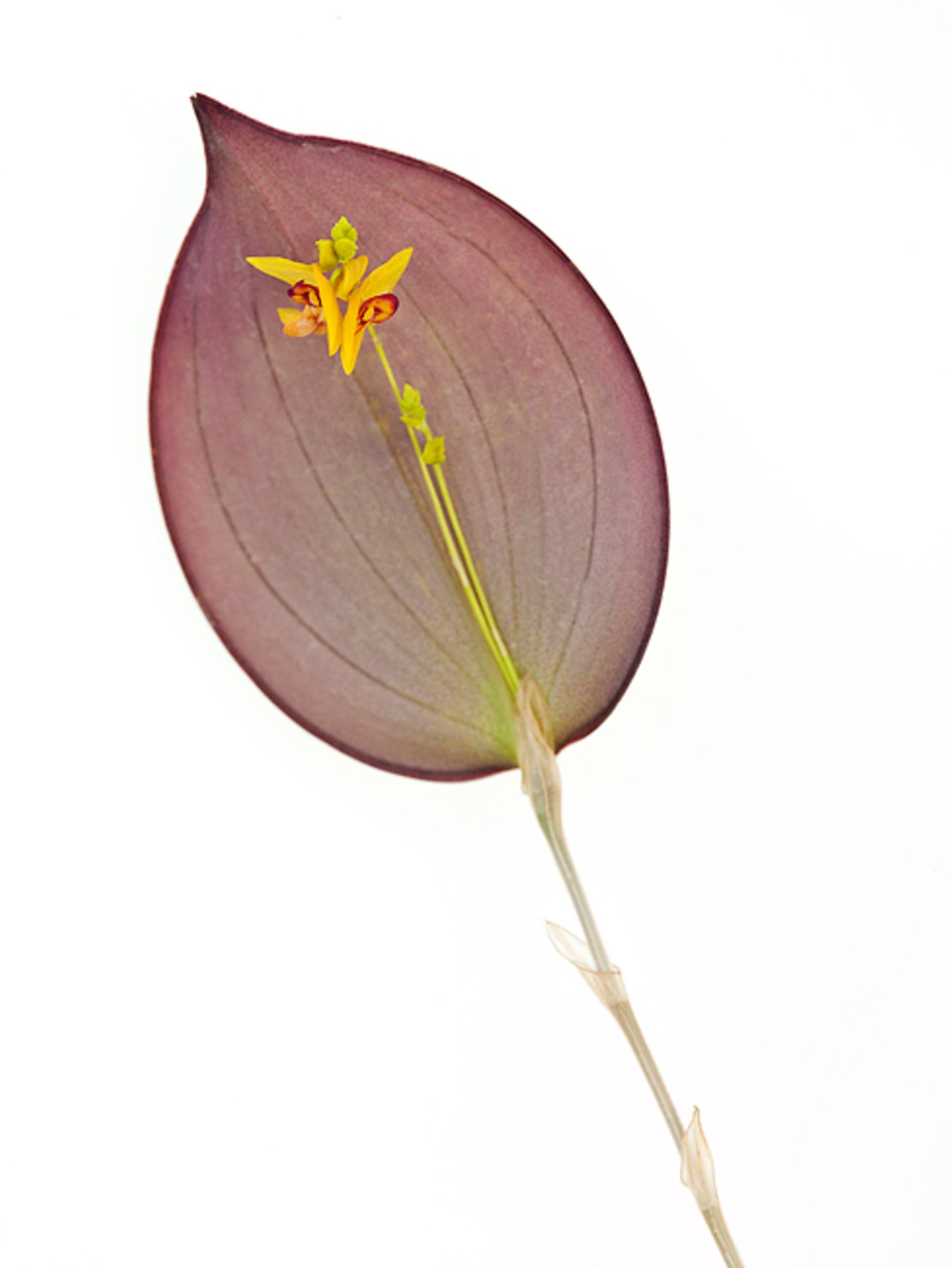 Lapanthes aff. titan