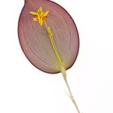 Lapanthes aff. titan