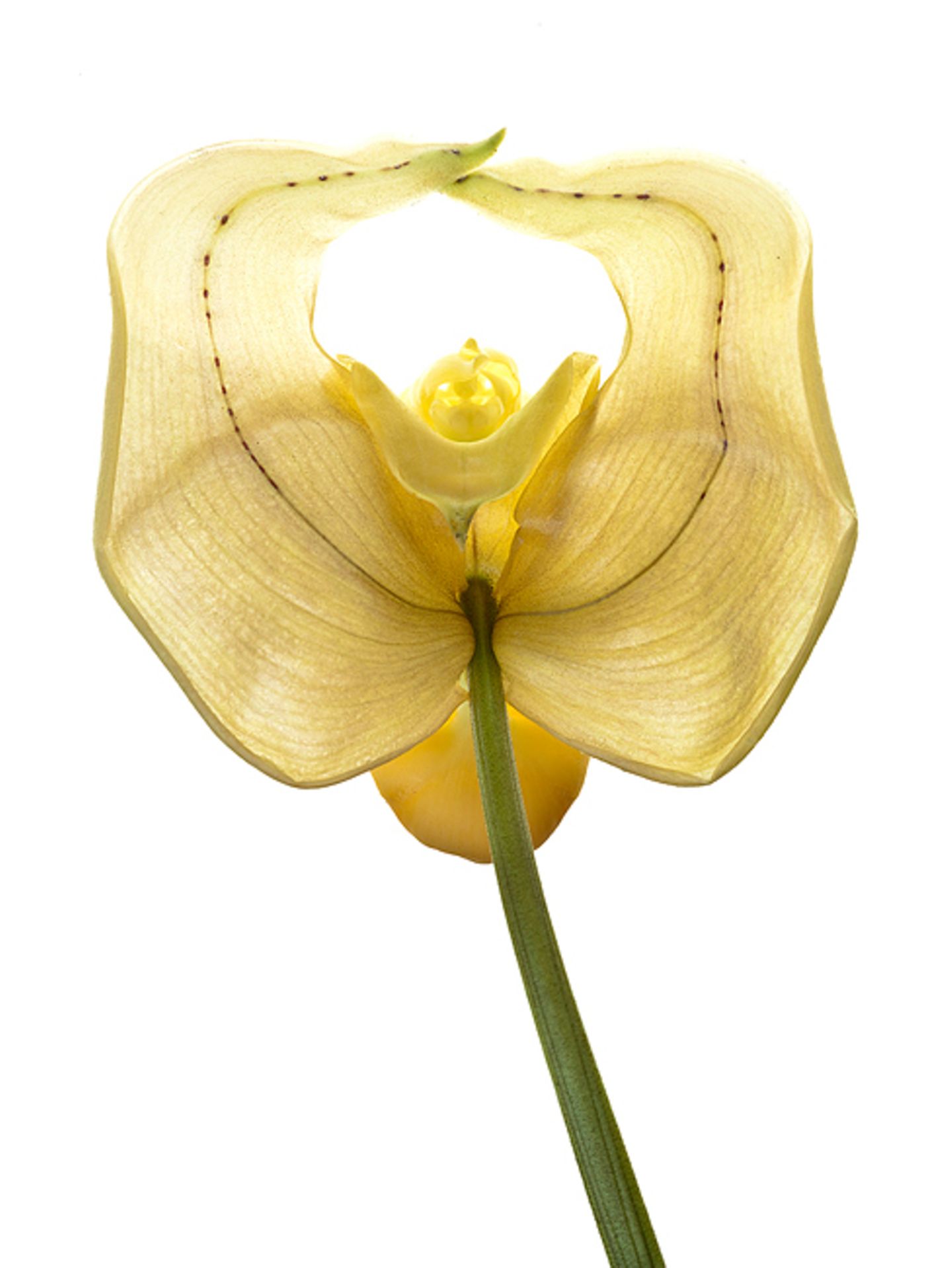 Coryanthes gernotii Coryanthes gernotii