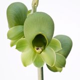 Catasetum species