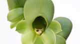 Catasetum species