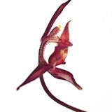Gongora species