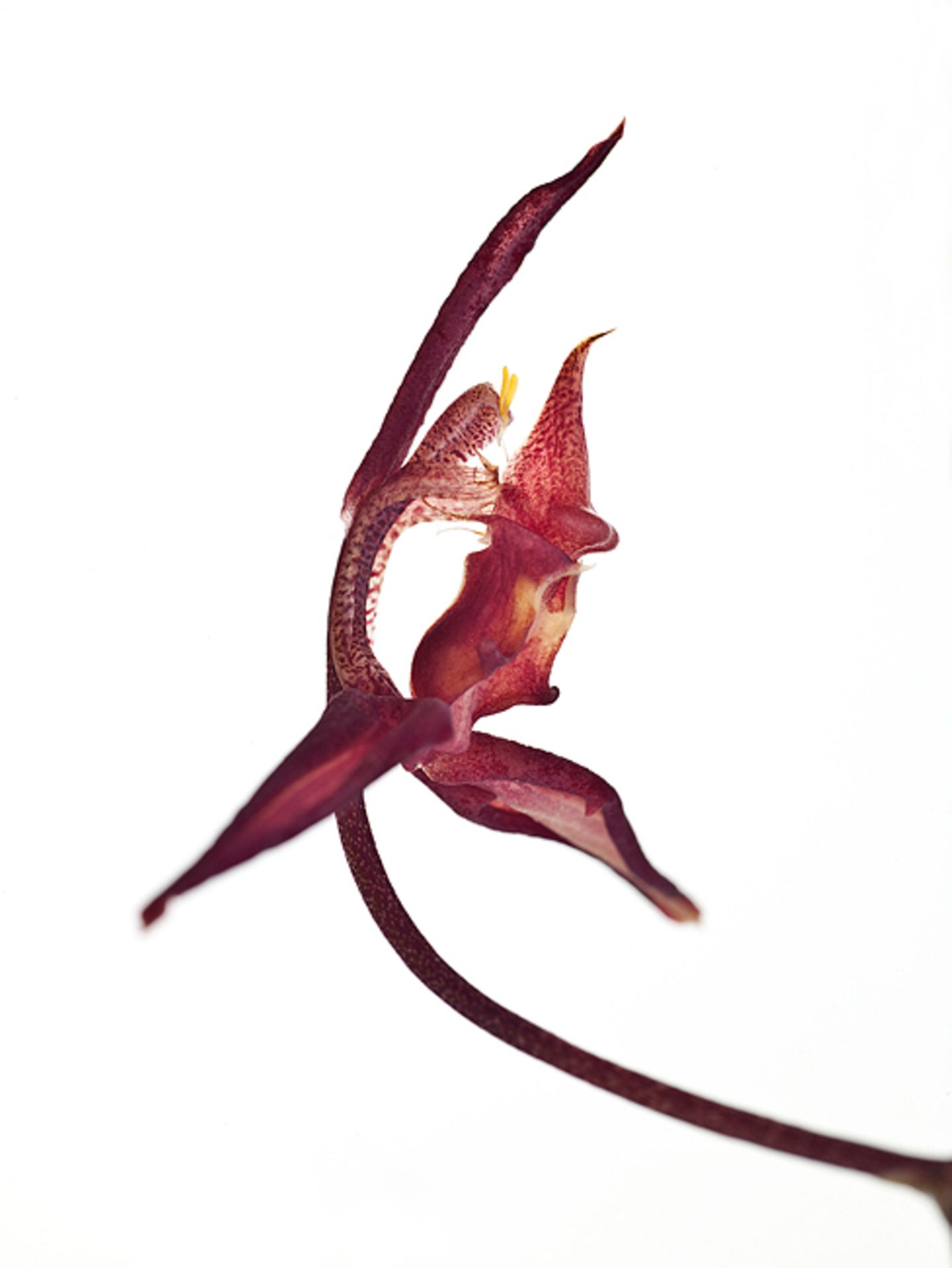 Gongora species