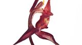 Gongora species