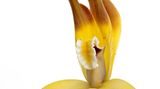 Maxillaria tricolor