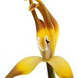 Maxillaria tricolor