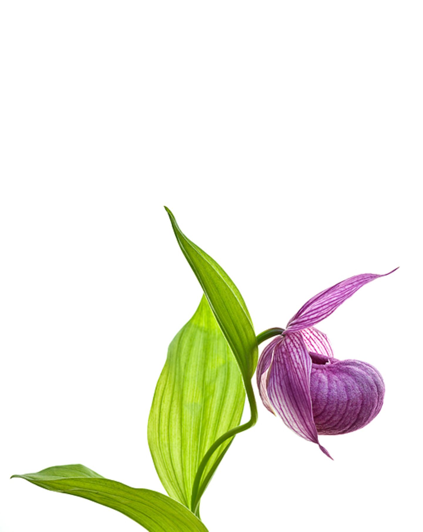 Cypripedium macranthos