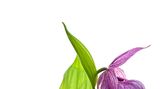 Cypripedium macranthos