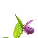Cypripedium macranthos