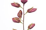 Bulbophyllum callichroma
