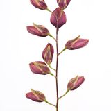 Bulbophyllum callichroma