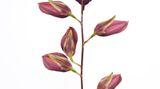 Bulbophyllum callichroma