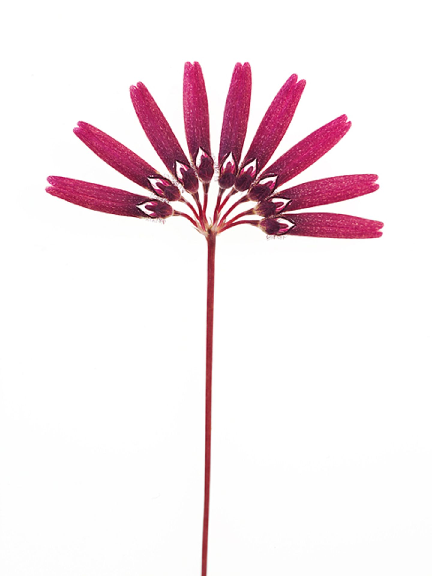 Bulbophyllum cumingii