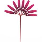 Bulbophyllum cumingii