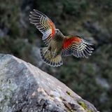 In den Bergen zu Hause