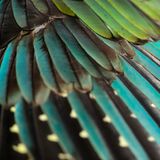 Grün ist die Tarnung