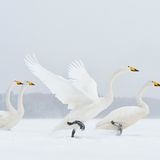 Earth, Air, Fire, Water, Special Mention: Marsel van Oosten, Niederlande