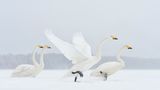 Earth, Air, Fire, Water, Special Mention: Marsel van Oosten, Niederlande