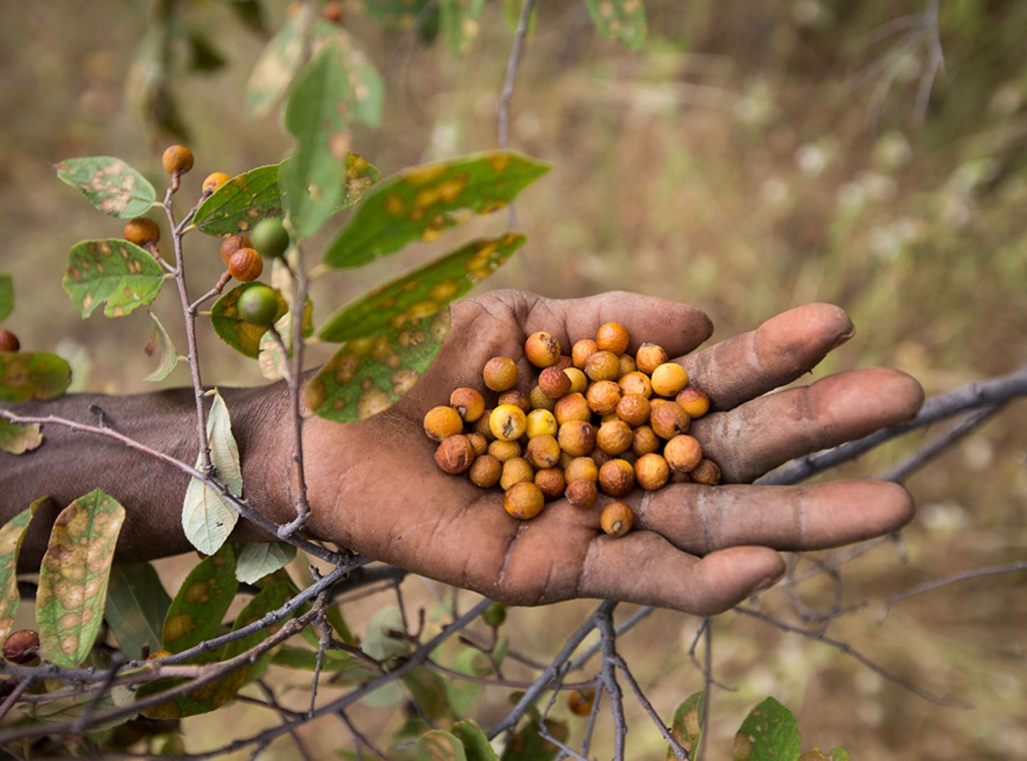 Allheilmittel aus der Natur