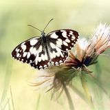 GEO Leserfoto: Die besten Leserfotos: Februar 2015 - Bild 5