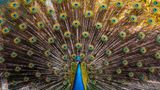 GEO Leserfoto: Die besten Leserfotos: Februar 2015 - Bild 12