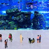 Dubai Mall, The Aquarium, 2010