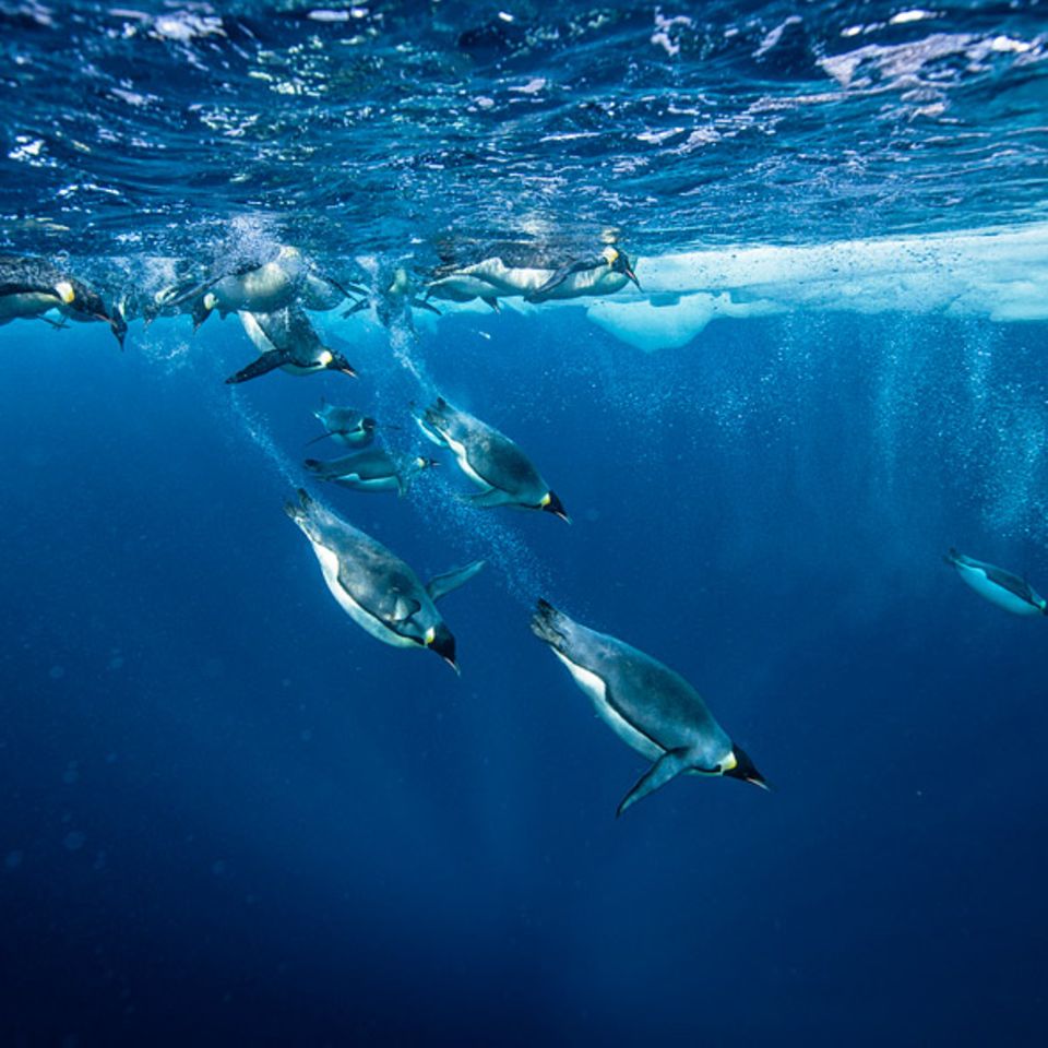 Kaiserpinguin