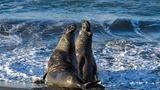See-Elefant
