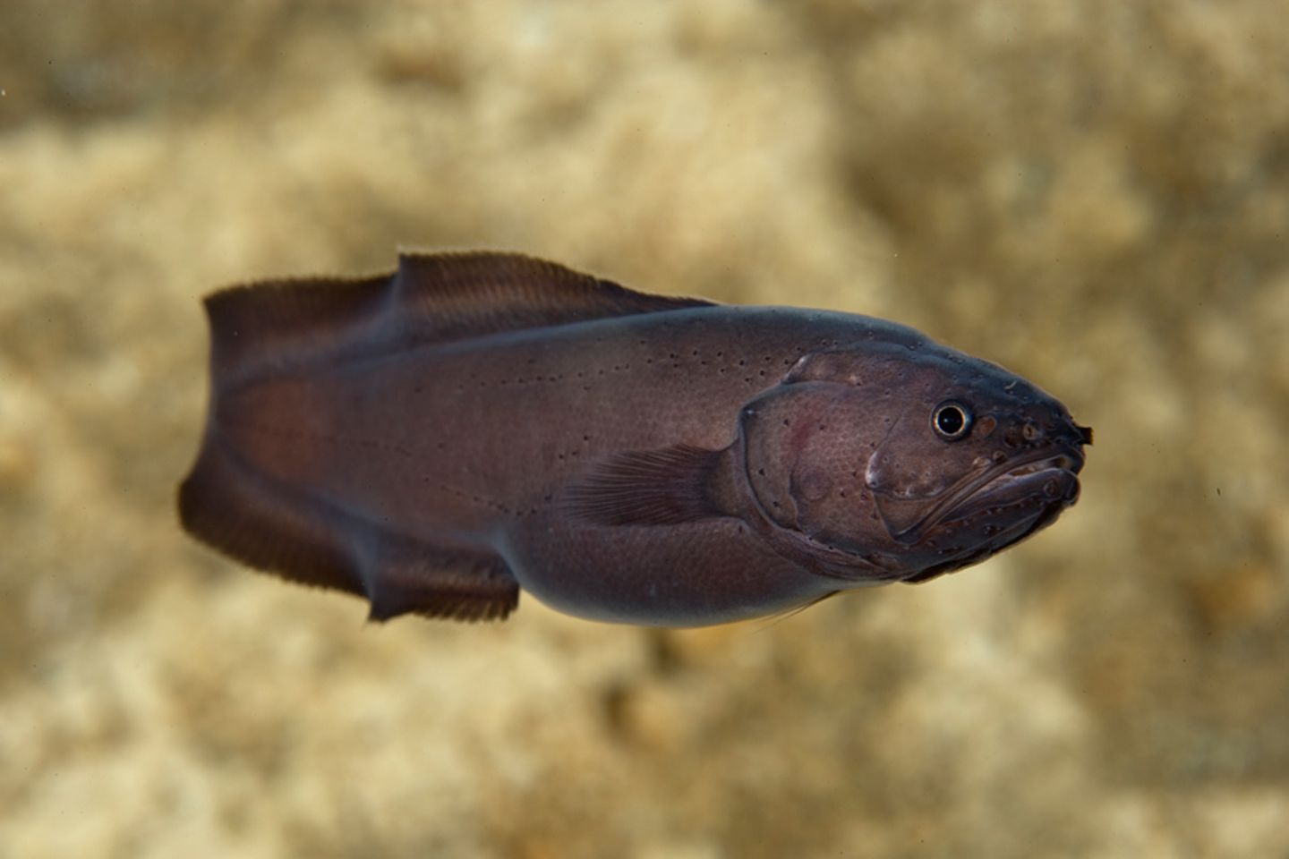 Schlangenfisch Abyssobrotula galatheae - [GEO]