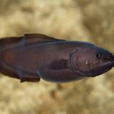 Schlangenfisch Abyssobrotula galatheae