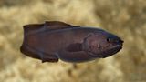 Schlangenfisch Abyssobrotula galatheae