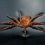 Wasserjagdspinne (Ancylometes bogotensis)