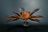 Wasserjagdspinne (Ancylometes bogotensis)