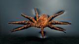 Wasserjagdspinne (Ancylometes bogotensis)