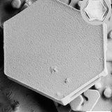 Je kälter, desto plumper