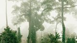 Primärwald, Malaysia