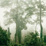 Primärwald, Malaysia