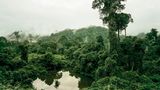 Primärwald, Malaysia