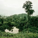 Primärwald, Malaysia