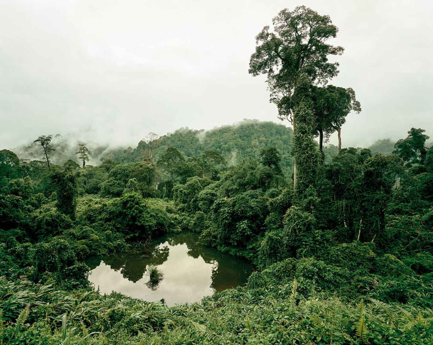Primärwald, Malaysia