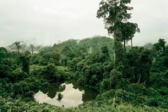 Primärwald, Malaysia