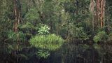 Primärer Sumpfwald, Kalimantan, Indonesien
