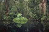 Primärer Sumpfwald, Kalimantan, Indonesien