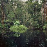Primärer Sumpfwald, Kalimantan, Indonesien